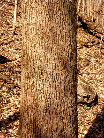 {Magnolia acuminata}